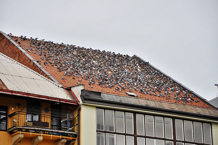 A2B Pest Control are able to install spikes to deter birds from roofs in Blackheath. 