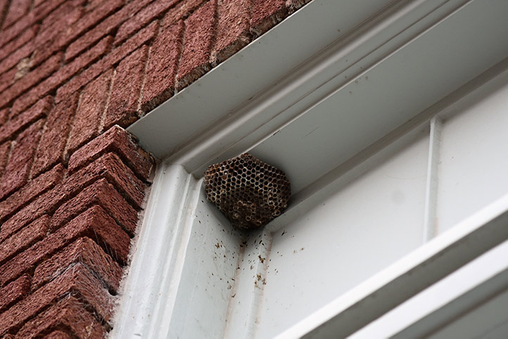 We provide a wasp nest removal service for domestic and commercial properties in Blackheath.